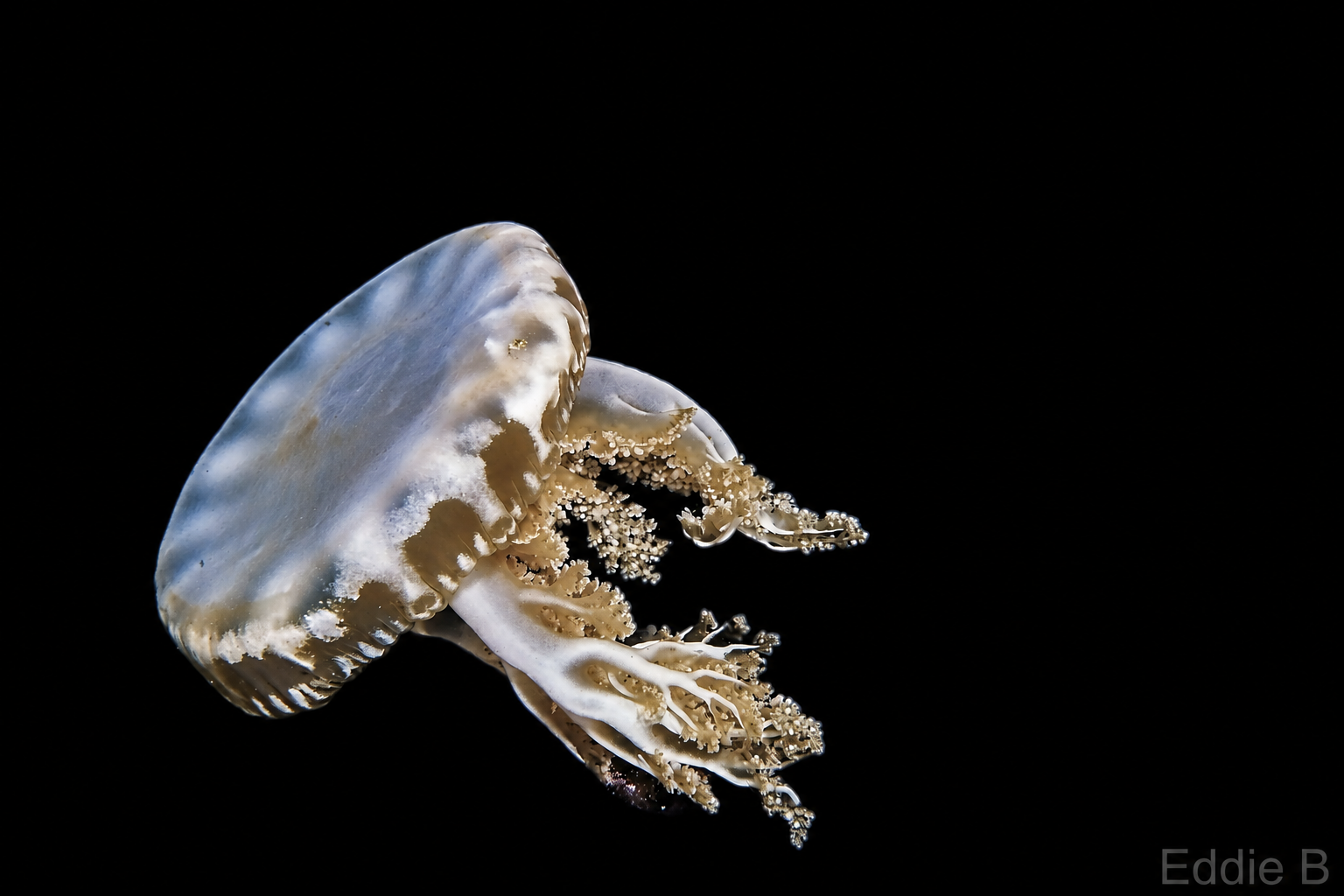 Jellyfish floating against black water, with its bell and trailing arms clearly defined